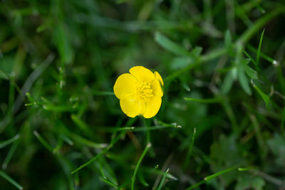 Close-up of yellow flowering plant on field