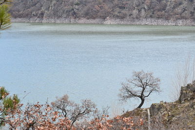 High angle view of bare trees by lake