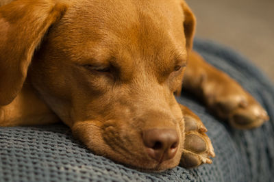 Close-up of a dog sleeping