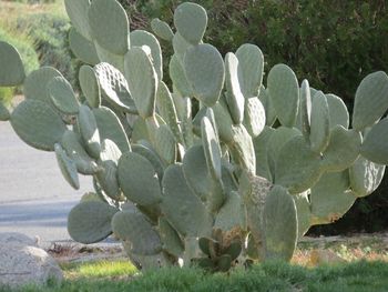 Close-up of succulent plant growing on field