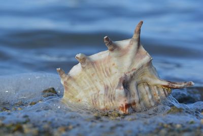 Close-up of shell on beach