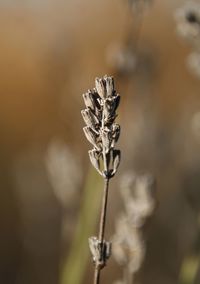 Close-up of dry plant