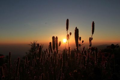 Cactus plants against sky during sunset