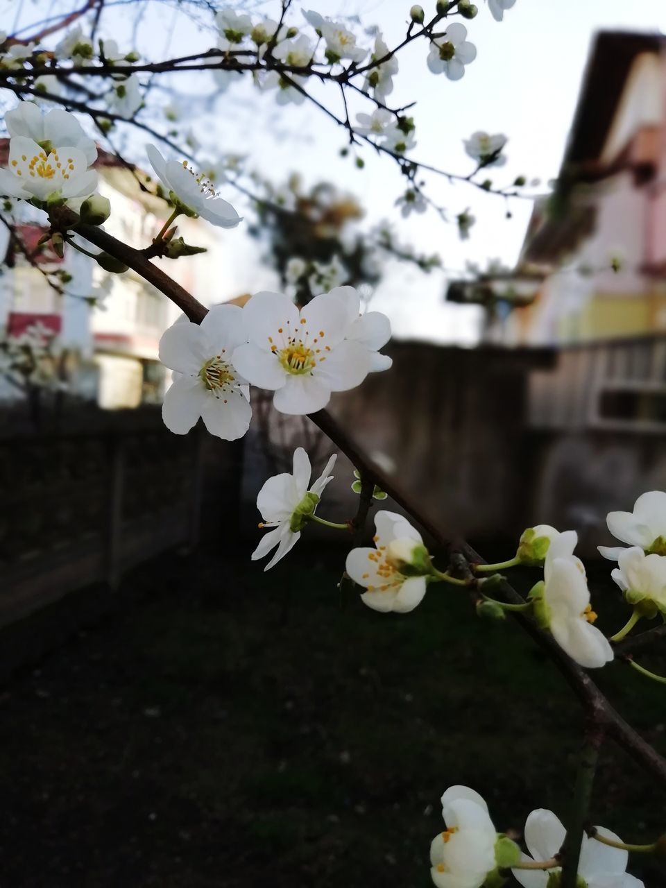 CLOSE-UP OF WHITE CHERRY BLOSSOMS ON TREE