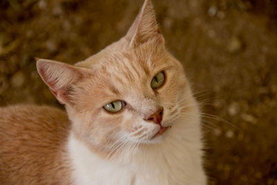 Close-up portrait of a cat