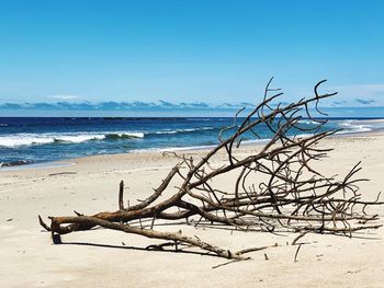 Driftwood on beach against blue sky