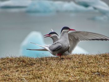 Close-up of mallard duck on field