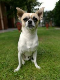 Close-up of dog sitting on field