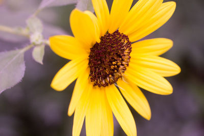 Close-up of yellow flower