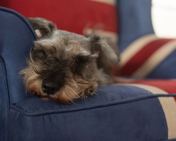 Close-up of dog sleeping on sofa