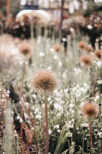 Close-up of flowering plant on field