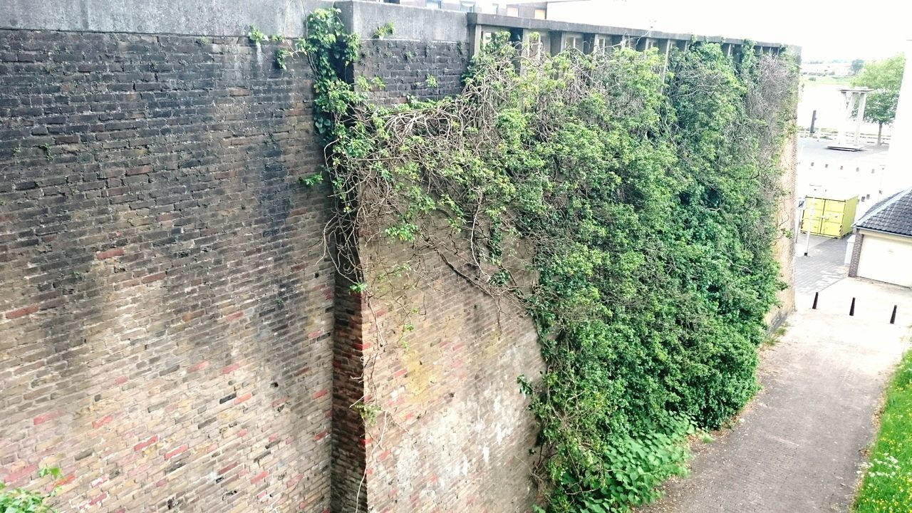 green color, plant, growth, built structure, architecture, building exterior, wall - building feature, ivy, growing, nature, day, grass, outdoors, leaf, no people, green, fence, footpath, freshness, sunlight