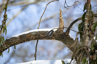 Low angle view of bird perching on branch