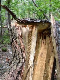 Close-up of tree trunk in forest