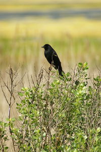 Close-up of bird perching on plant