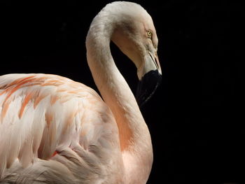 Close-up of bird