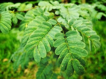 Close-up of fresh green leaves