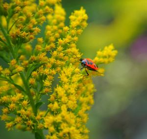 Close-up of insect on yellow flower