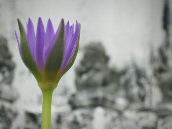 Close-up of purple crocus blooming outdoors