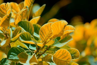 Close-up of yellow flowering plant leaves