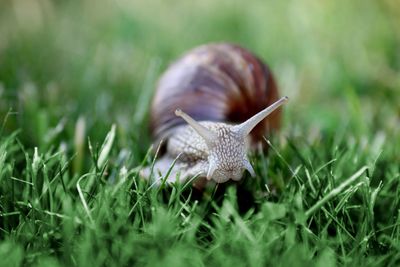 Close-up of snail on grass