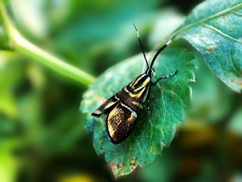 Close-up of butterfly on leaf