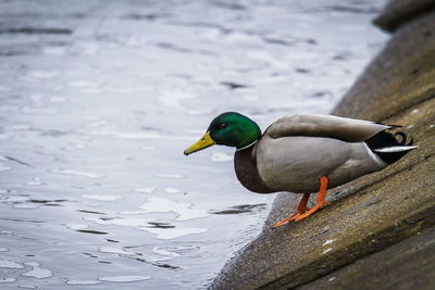 Bird on a lake