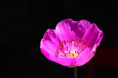 Close-up of pink flower against black background