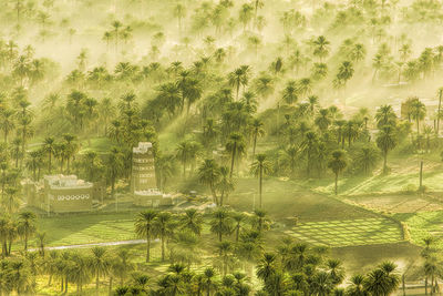 Scenic view of agricultural field