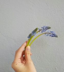 Cropped hand holding purple flower against white wall