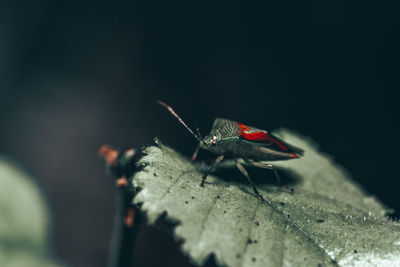 Close-up of insect on leaf