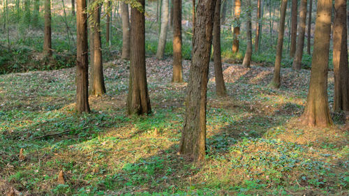 Pine trees in forest