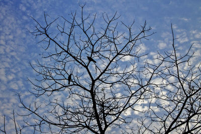 Low angle view of bare tree against sky