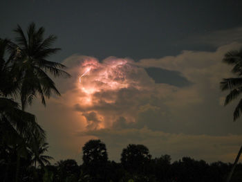 Low angle view of silhouette trees against sky at night
