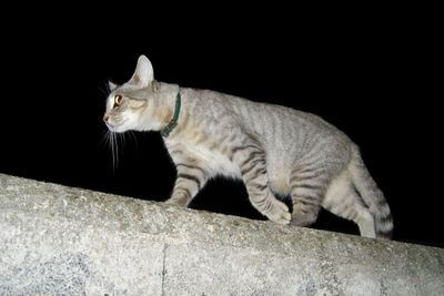 Cat sitting on rock