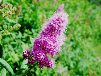 Close-up of purple flowers blooming outdoors