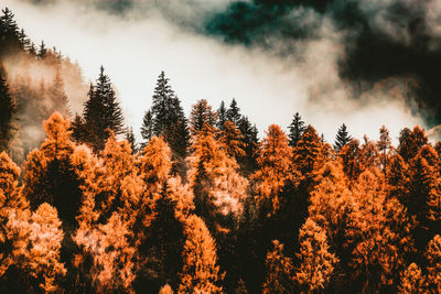 Low angle view of autumn trees against sky