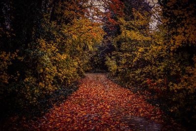 Footpath amidst trees during autumn