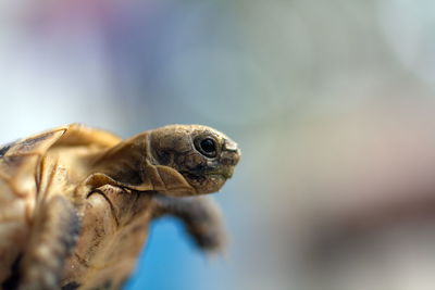 Close-up of a turtle