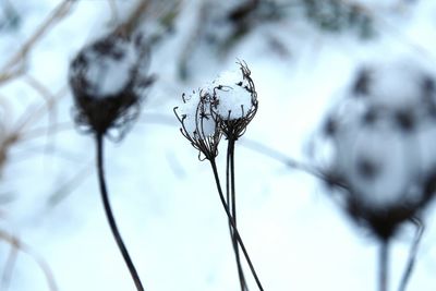 Close-up low angle view of twigs