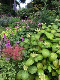 Close-up of pink flowering plants in garden