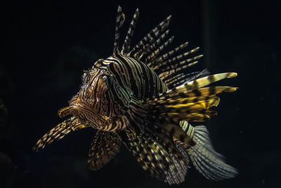 Close-up of fish underwater