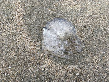 High angle view of shell on beach
