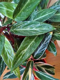 Close-up of wet plant leaves