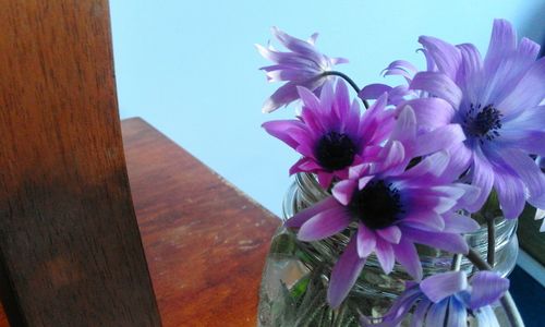 Close-up of pink flowers