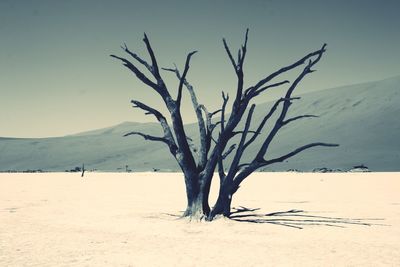 Bare tree in desert against clear sky