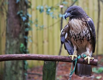 Falcon perching on wood