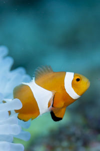 Close-up of anemonefish 