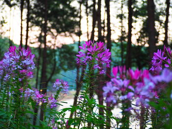 Close-up of purple flowering plants on land