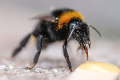 Close-up of bee